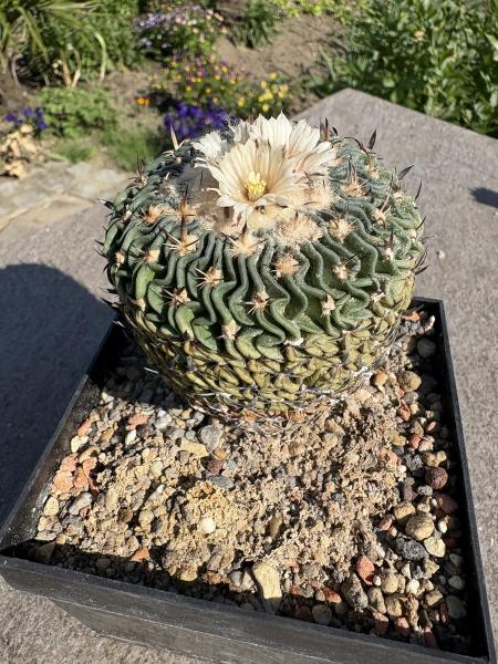 Stenocactus multicostatus